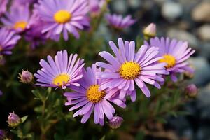 sélectif concentrer coup de violet Marguerite fleurs, ai génératif photo