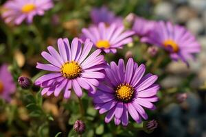 sélectif concentrer coup de violet Marguerite fleurs, ai génératif photo