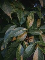 vert feuilles dans le soir lumière. photo