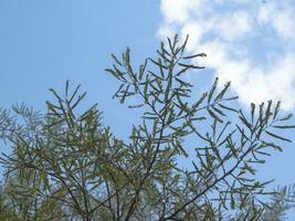 tournage feuilles de Tamarin arbre. photo