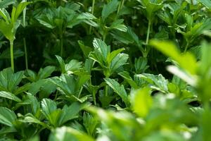 le verdoyant fraîcheur de à base de plantes croissance photo