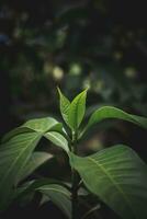 vert feuilles avec foncé Contexte photo