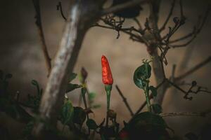 rouge chaud le Chili poivre sur le arbre dans le jardin. photo