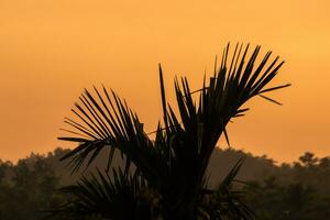 une captivant le coucher du soleil silhouette. photo