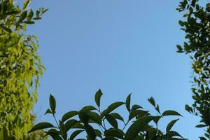 vert feuilles sur bleu ciel Contexte photo