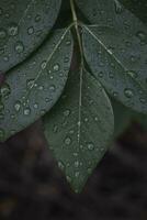 l'eau gouttelettes sur le feuilles photo