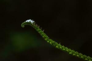 fermer de une vert feuillu fleur photo