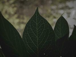 feuille avec clair feuille motifs. photo