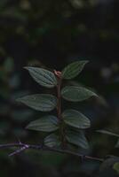 branche de une buisson avec vert feuilles photo