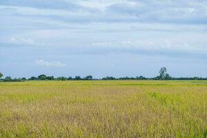 riz des champs rempli avec d'or Jaune riz céréales il est récolte saison pour thaïlandais Les agriculteurs. pendant le journée là volonté être clair ciels et certains des nuages. il est une plante cette est populaire tout plus de le monde. photo