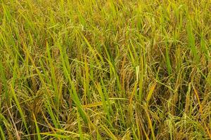 riz des champs rempli avec d'or Jaune riz céréales il est récolte saison pour thaïlandais Les agriculteurs. pendant le journée là volonté être clair ciels et certains des nuages. il est une plante cette est populaire tout plus de le monde. photo