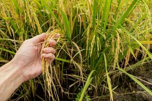 une Les agriculteurs main détient riz céréales dans le champ à admirer le produire grandi dans le riz champ cette thaïlandais gens comme à grandir comme le principale surgir de Les agriculteurs. photo