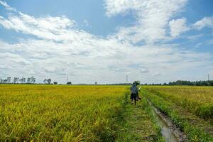 une agriculteur des stands dans le champ à la recherche à le riz les plantes. il est pris en considération une très important plante pour Thaïlande. enclumes sont exporté à l'étranger et grandi pour utiliser. il est le principale surgir de thaïlandais Les agriculteurs. photo