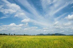 riz des champs rempli avec d'or Jaune riz céréales il est récolte saison pour thaïlandais Les agriculteurs. pendant le journée là volonté être clair ciels et certains des nuages. il est une plante cette est populaire tout plus de le monde. photo