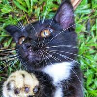 une noir blanc chat atterrissage sur le herbe. proche - en haut photo