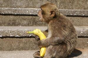 barbaby singe séance sur mur surplombant le Port zone, Gibraltar, Royaume-Uni, occidental L'Europe . photo