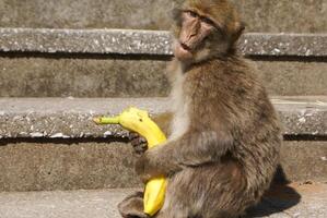 barbaby singe séance sur mur surplombant le Port zone, Gibraltar, Royaume-Uni, occidental L'Europe . photo