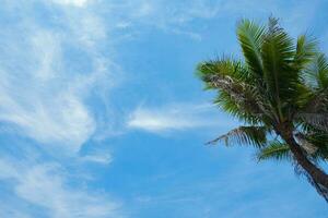 bleu ciel à le du sud mer légèrement nuageux là sont aussi des arbres et lampe des postes, création une contraste avec le Contexte. c'est facile sur le yeux. photo