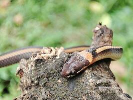 serpent rampant sur vieux les troncs photo