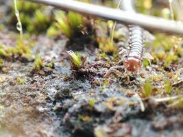 macro photo de une rampant mille-pattes