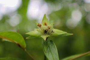 macro la photographie, fermer, fleurs, les plantes photo