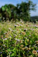 macro la photographie, fermer, fleurs, les plantes photo