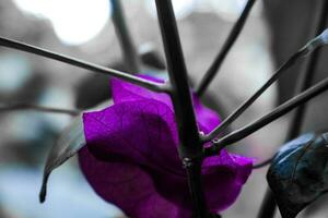 macro la photographie, fermer, fleurs, les plantes photo