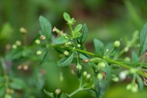 macro la photographie, fermer, fleurs, les plantes photo