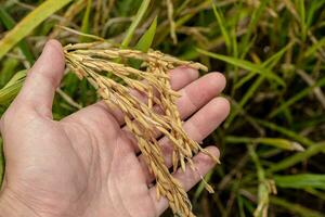 une Les agriculteurs main détient riz céréales dans le champ à admirer le produire grandi dans le riz champ cette thaïlandais gens comme à grandir comme le principale surgir de Les agriculteurs. photo