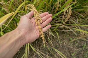 une Les agriculteurs main détient riz céréales dans le champ à admirer le produire grandi dans le riz champ cette thaïlandais gens comme à grandir comme le principale surgir de Les agriculteurs. photo