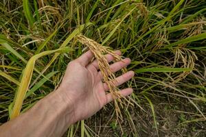 une Les agriculteurs main détient riz céréales dans le champ à admirer le produire grandi dans le riz champ cette thaïlandais gens comme à grandir comme le principale surgir de Les agriculteurs. photo