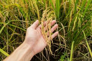 une Les agriculteurs main détient riz céréales dans le champ à admirer le produire grandi dans le riz champ cette thaïlandais gens comme à grandir comme le principale surgir de Les agriculteurs. photo