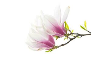 magnifique rose magnolia fleur sur blanc Contexte photo