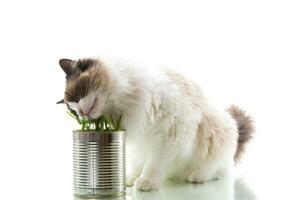 chat race ragdoll mange herbe de une étain, sur une blanc Contexte photo