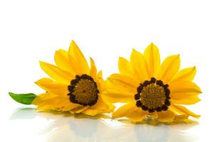 magnifique Jaune gazania fleurs sur blanc Contexte. photo