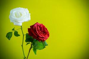 magnifique épanouissement rouge et blanc Rose fleurs sur vert Contexte. photo