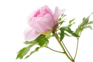 magnifique gros rose pivoine fermer sur une blanc Contexte. photo