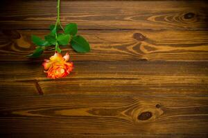 un rouge magnifique épanouissement Rose sur une en bois table photo