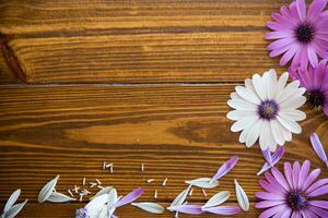 magnifique blanc et violet ostéospermum fleurs sur une en bois photo