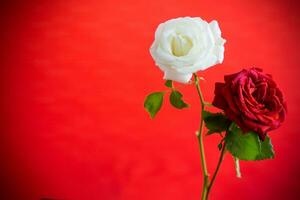 fleurs de une magnifique épanouissement rouge et blanc Rose sur une rouge Contexte. photo