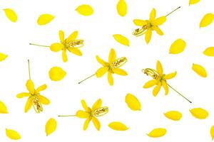 cassia fleur sur blanc Contexte. photo