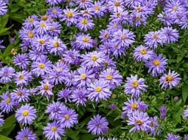 violet fleurs de aster novi-belgii, professeur anton kippenberg photo