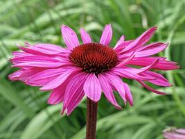 fermer de une violet Rudbeckia échinacée Floraison photo