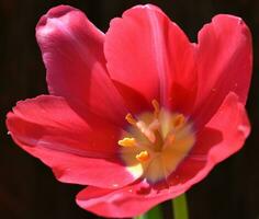 tulipe bouchent photo