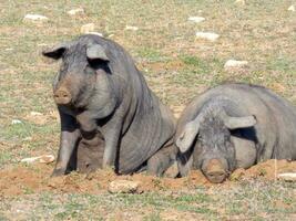 ibérique porc Contexte photo