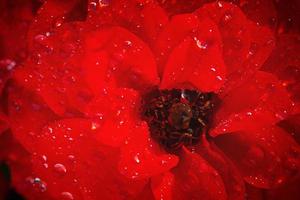 belle rose rouge couverte de rosée du matin extreme close-up photo