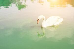 cygne gracieux flottant dans le lac vert émeraude photo