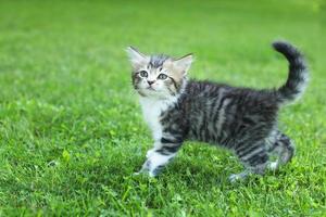 chaton mignon sur l'herbe, en été photo