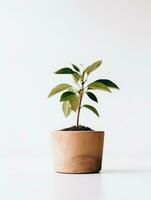 plante dans une pot sur blanc Contexte ai génératif photo