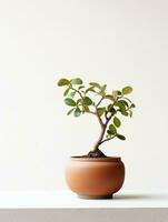 plante dans une pot sur blanc Contexte ai génératif photo